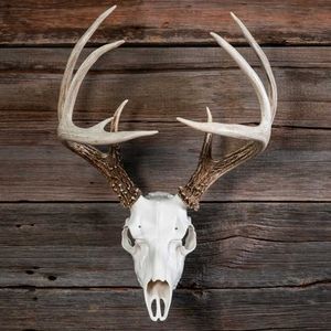 Meet your Posher, Lucas